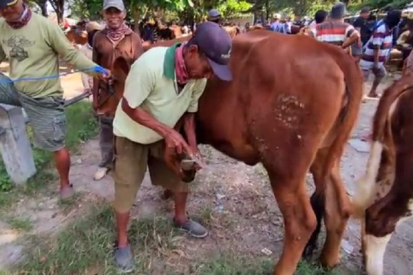 Bikin Ternak Glowing dan Ganteng, Jasa Salon Sapi di Pati Ramai Orderan