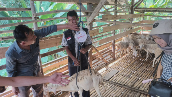 Memotret Kebermanfaatan Tebar Hewan Kurban Dompet Dhuafa di Masyarakat Pelosok Banten