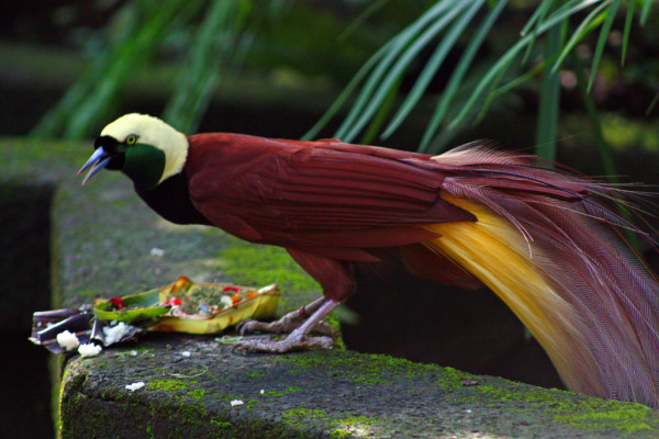 Inilah Burung yang Terancam Punah di Indonesia, Nomor 2 hanya Tersisa Ratusan Ekor