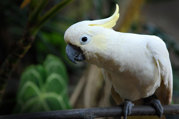 Inilah Burung yang Terancam Punah di Indonesia, Nomor 2 hanya Tersisa Ratusan Ekor