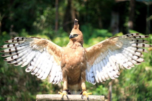 Inilah Burung yang Terancam Punah di Indonesia, Nomor 2 hanya Tersisa Ratusan Ekor