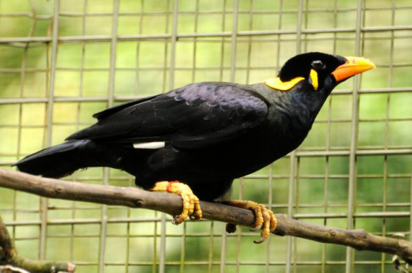 Inilah Burung yang Terancam Punah di Indonesia, Nomor 2 hanya Tersisa Ratusan Ekor
