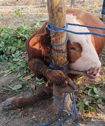 Viral! Sapi Kurban Mati Terlilit Tali sebelum Sempat Disembelih