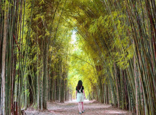 5 Tempat Wisata Alam dengan Pemandangan Indah di Surabaya, Nomor 4 Mirip di Amazon