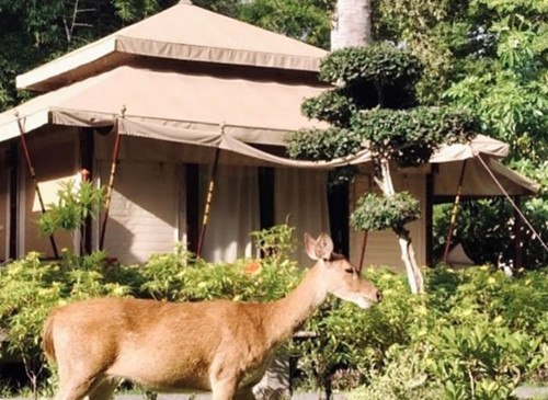 5 Rekomendasi Glamping di Banyuwangi, Ada yang Dekat Kawah Ijen