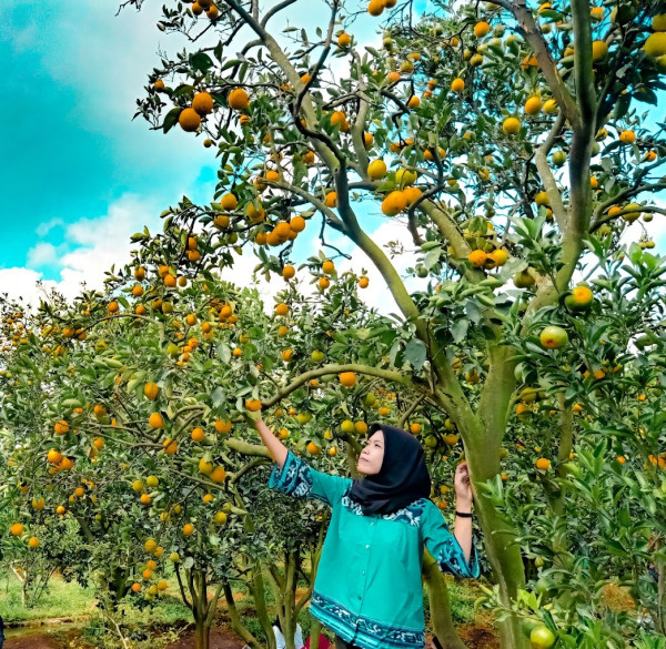 5 Tempat Wisata Petik Buah di Malang, dari Apel hingga Jeruk