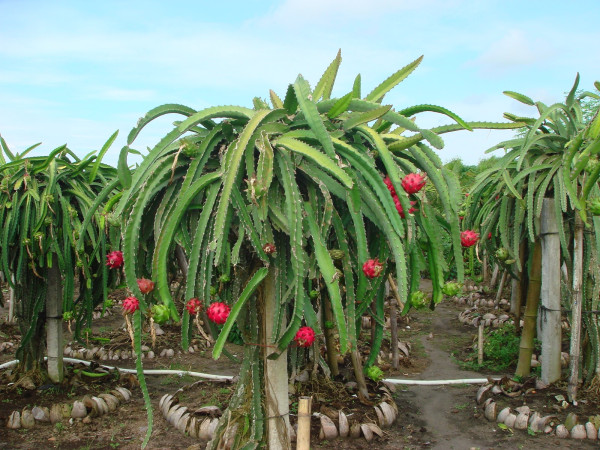 5 Tempat Wisata Petik Buah di Malang, dari Apel hingga Jeruk