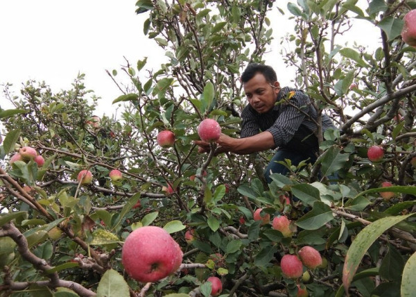 5 Tempat Wisata Petik Buah di Malang, dari Apel hingga Jeruk