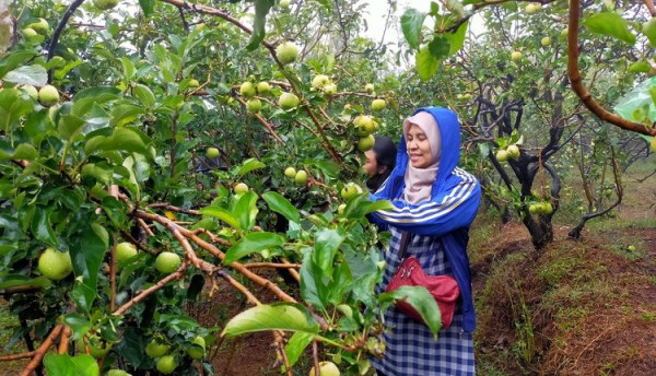5 Tempat Wisata Petik Buah di Malang, dari Apel hingga Jeruk