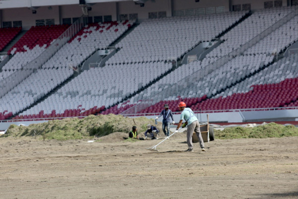 Intip Penampakan Rumput Stadion Utama Gelora Bung Karno, Dipermak Habis