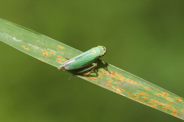Bukan Insektisida, Ilmuwan Argentina Pecahkan Genom Wereng untuk Lawan Hama Perusak Jagung