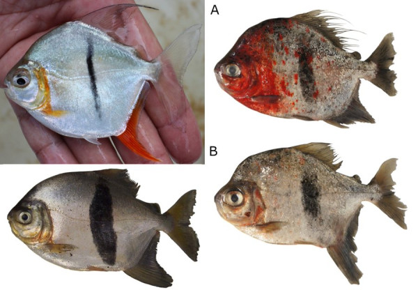 3 Fakta Ikan Sauron, Spesies Baru Mirip Piranha yang Punya Gigi Seperti Manusia