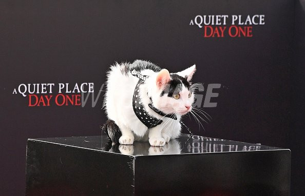 4 Fakta dan Foto-Foto Kucing A Quiet Place: Day One, Punya Instagram!