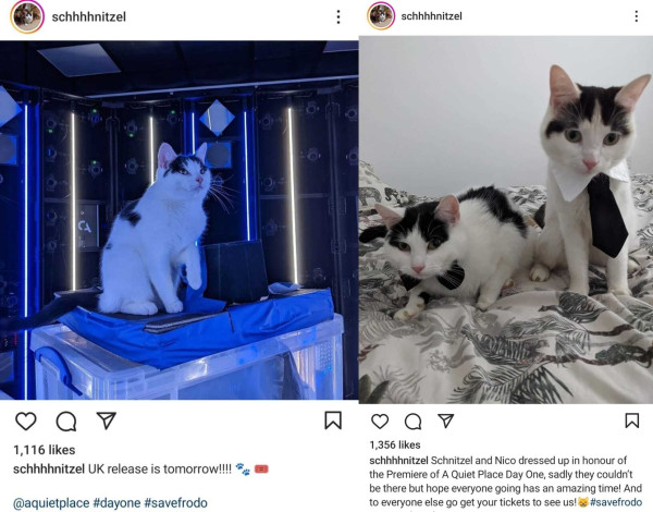 4 Fakta dan Foto-Foto Kucing A Quiet Place: Day One, Punya Instagram!