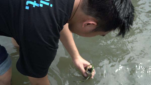 Lamun Teluk Bakau: Harta Karun Hijau di Bawah Laut Bintan