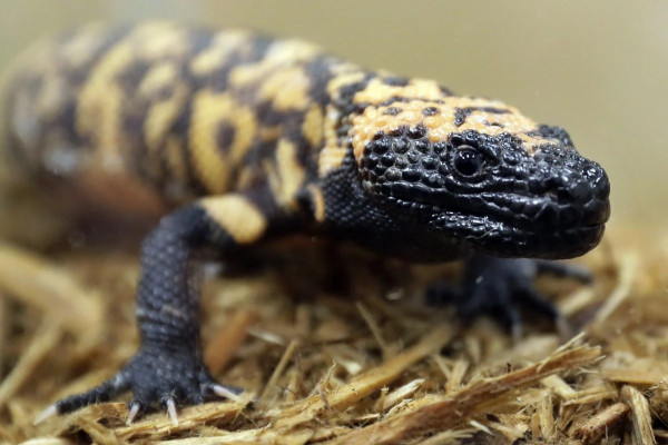 10 Fakta Menarik tentang Gila Monster, Kadal Berbisa Penyelamat Nyawa Manusia