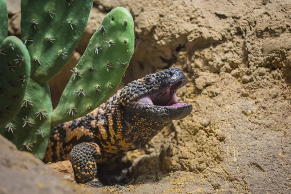 10 Fakta Menarik tentang Gila Monster, Kadal Berbisa Penyelamat Nyawa Manusia