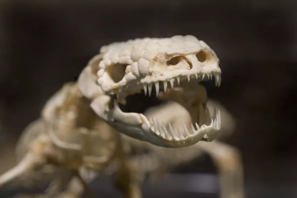 10 Fakta Menarik tentang Gila Monster, Kadal Berbisa Penyelamat Nyawa Manusia