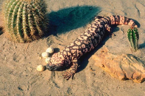 10 Fakta Menarik tentang Gila Monster, Kadal Berbisa Penyelamat Nyawa Manusia