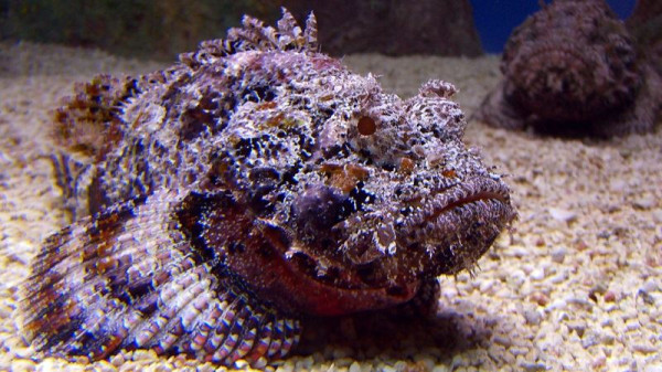 10 Hewan Buas di Laut, Beberapa di Antaranya Sangat Beracun