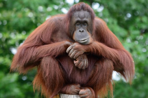 Habitat Orangutan di Indonesia: Sumatera vs Kalimantan, Mana yang Lebih Luas?