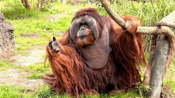 3 Jenis Orangutan yang Ada di Indonesia, Semuanya Terancam Punah!