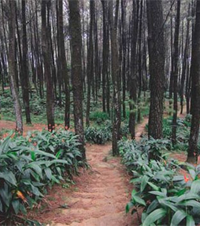 5 Tempat Wisata Bogor yang Sejuk, Cocok Jadi Tujuan Berlibur Keluarga