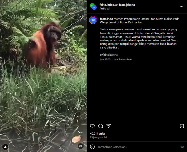 Viral! Orang Utan di Sangatta Kaltim Minta Makan ke Warga, Penampakannya Bikin Miris