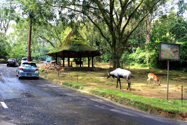 7 Tempat Wisata di Bogor untuk Liburan Singkat Bareng Keluarga