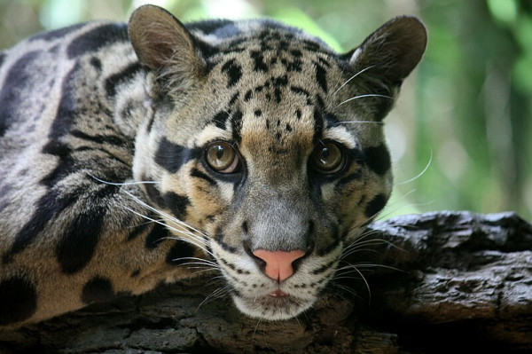 Kamera Rekam Momen Langka Induk Macan Dahan Kalimantan Bersama Dua Anaknya yang Menggemaskan!