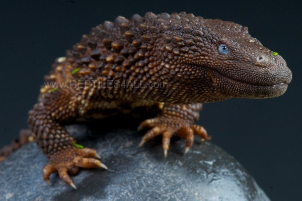 Bukan di Film Jurassic Park, 7 Hewan Ini Tampangnya Mirip Dinosaurus!