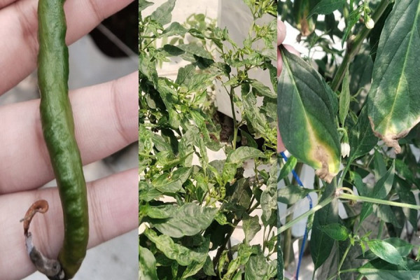 Inovasi Hijau, Solusi Problem Petani Jember