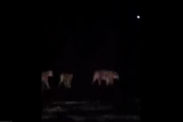 Viral Penampakan 4 Harimau Liar di Jembatan Kembar
