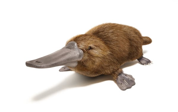 Platipus & Echidna: Mamalia Misterius yang Bertelur, Kok Bisa?