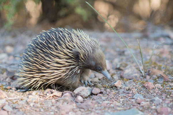 Platipus & Echidna: Mamalia Misterius yang Bertelur, Kok Bisa?