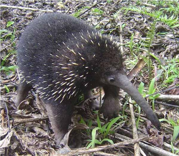 Platipus & Echidna: Mamalia Misterius yang Bertelur, Kok Bisa?