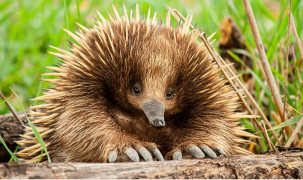 Platipus & Echidna: Mamalia Misterius yang Bertelur, Kok Bisa?