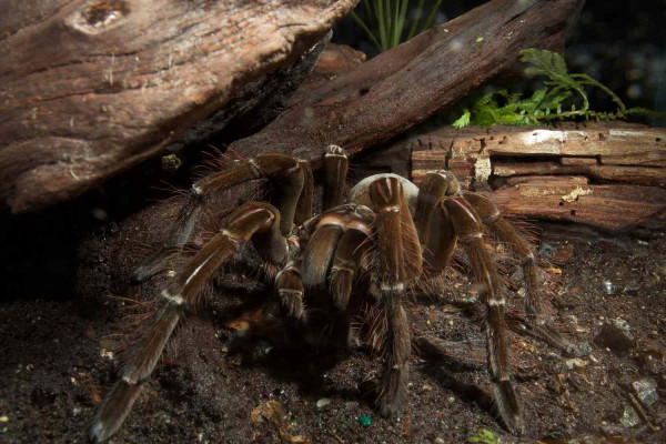 Laba-Laba Terbesar di Dunia: Inilah Goliath Birdeater dari Hutan Amazon