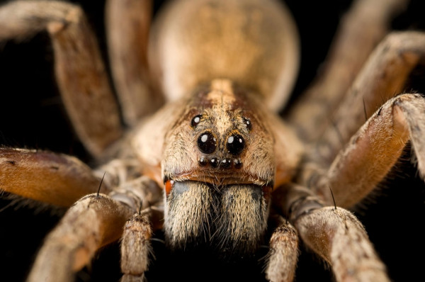 Laba-Laba Terbesar di Dunia: Inilah Goliath Birdeater dari Hutan Amazon