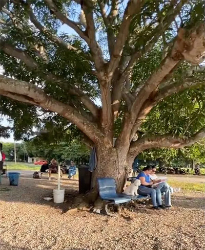 Viral! Bandara Terkecil Dunia di Kolombia, Area Ruang Tunggunya di Bawah Pohon Mangga