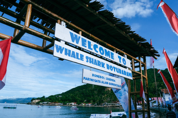 Menjajal Sensasi Berenang dengan Hiu Paus di Pantai Botubarani Gorontalo