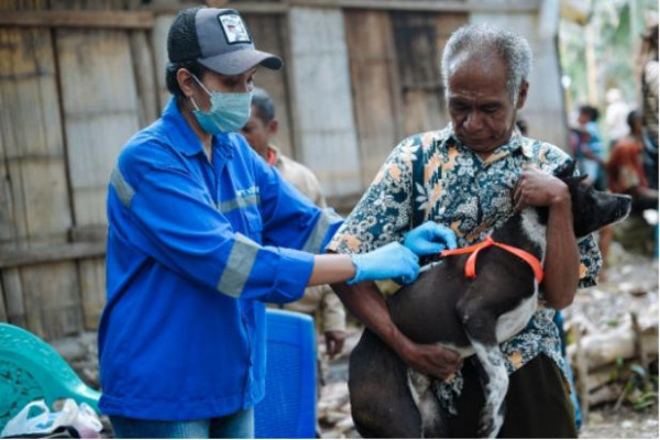 Upaya Manggarai Barat Berantas Rabies, Ini Langkah Konkret yang Dilakukan