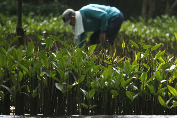 Mengembalikan Hutan Mangrove, Melindungi Garis Pantai