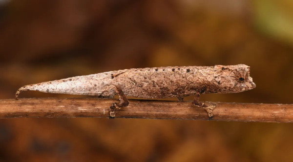 Imut Banget! Spesies Bunglon Baru Ini Cuma Sebesar Ujung Jari, Habitatnya Terancam Punah!