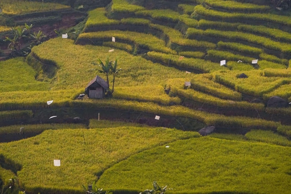 10 Destinasi Wisata Instagramable di Bogor, Nomor 8 Mirip Eropa