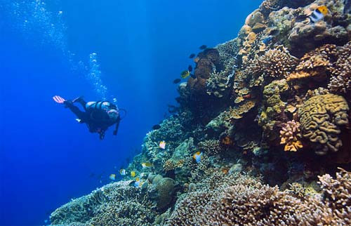 10 Rekomendasi Spot Scuba Diving di Indonesia, Nomor 2 Cocok untuk Uji Adrenalin