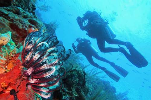 10 Rekomendasi Spot Scuba Diving di Indonesia, Nomor 2 Cocok untuk Uji Adrenalin