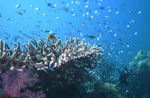 10 Rekomendasi Spot Scuba Diving di Indonesia, Nomor 2 Cocok untuk Uji Adrenalin
