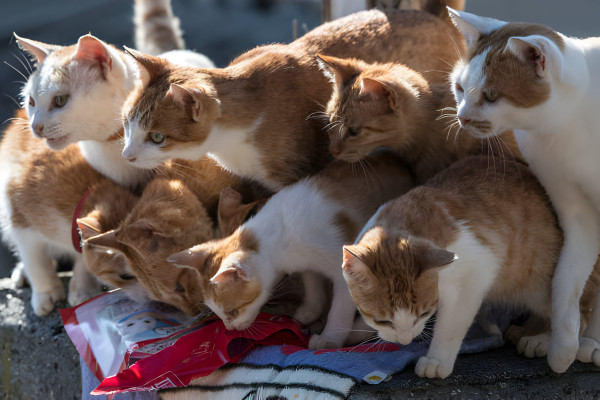 Pulau Kucing di Jepang Diprediksi Punah dalam Beberapa Tahun Mendatang