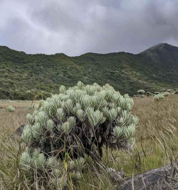 10 Rekomendasi Gunung dengan Pemandangan Cantik di Indonesia, Ijen Pancarkan Api Biru yang Menawan
